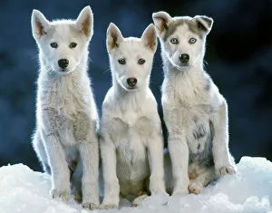 Siberian husky Dogs - three sitting on snow Siberian husky Dogs - three sitting on snow