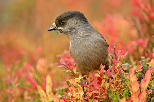 Siberian Jay - portrait of a single individual sitting on a trunk surrounded by autumn Siberian Jay - portrait of a single individual sitting on a trunk surrounded by autumn