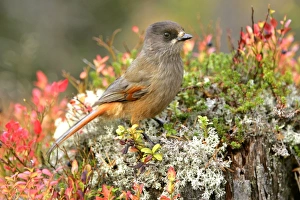 Siberian Jay - single individual sitting on a trunk with autumn coloured blueberry shrub Siberian Jay - single individual sitting on a trunk with autumn coloured blueberry shrub