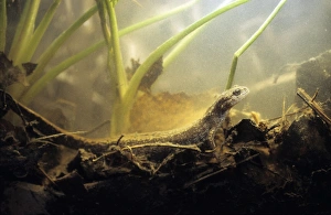 Siberian Salamander - Adult; rare but typical in mossy habitats Siberian Salamander - Adult; rare but typical in mossy habitats
