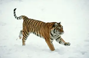 Siberian Tiger Print - Amur Panthera tigris altaica Running in Snow