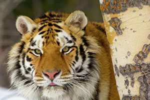 Siberian Tiger / Amur Tiger - in winter snow Siberian Tiger / Amur Tiger - in winter snow