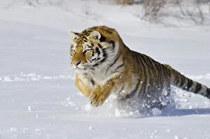 Picture Collection: Siberian Tiger / Amur Tiger - in winter snow C3A2292