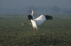 Siberian White / Great White / Asiatic White CRANE - standing with wings and beak open Siberian White / Great White / Asiatic White CRANE - standing with wings and beak open
