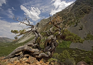 Sierra / Western Juniper - very old Sierra / Western Juniper - very old
