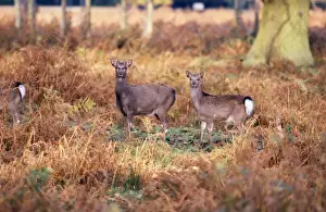 Chris Knights Photographer Prints: Sika Deer