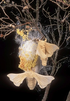 Silk Moth - Male & female at cocoon with eggs Silk Moth - Male & female at cocoon with eggs