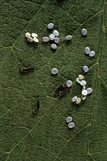 Wildlife Insects Images Prints: Silkworm Larvae - hatching