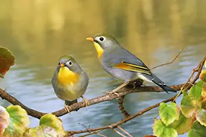 Personal Display Art Prints: Silver-eared Mesia