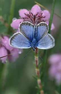 Silver-studded Blue Butterfly - male on cross-leaved Heath Silver-studded Blue Butterfly - male on cross-leaved Heath