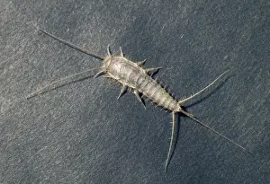 Insect Prints For Sale Prints: Silverfish