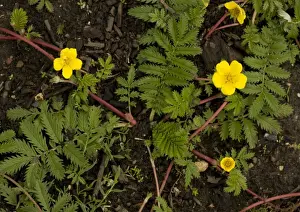 Medicinal Plants Europe Prints: Silverweed