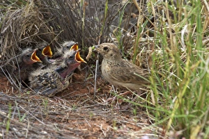 Singing Bush-lark / Horsfield's Bushlark - With food for chicks at nest Singing Bush-lark / Horsfield's Bushlark - With food for chicks at nest