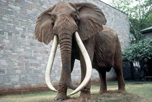 Full size cast of Ahmed the renowned famous African elephant King of Marsabit who Full size cast of Ahmed the renowned famous African elephant King of Marsabit who
