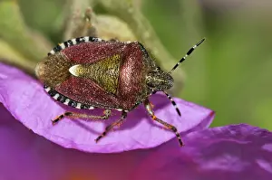 Hairy Shieldbug Prints: Sloe / Hairy Shieldbug