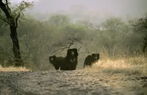 Sloth Bear Print - India
