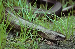 Johan De Meester Photography Prints: Slow Worm in grass