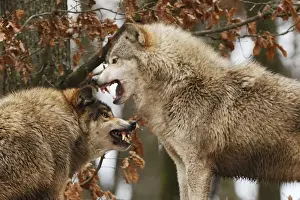 Stefan Meyers Photographer Prints: Wolf