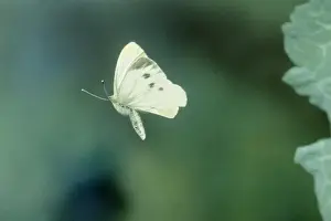 Prints of JD-1419-c Small / Cabbage White Butterfly - In flight Pieris rapae Latin also Artogeia rapae John Daniels Please note that prints are for personal display purposes only Small White Prints: Small / Cabbage White Butterfly Print - In flight