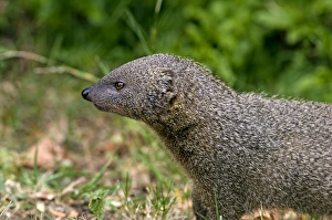 Small Grey Mongoose - Widespread in Cape Provinces south of the Orange River, inhabiting wide range of habitats Small Grey Mongoose - Widespread in Cape Provinces south of the Orange River, inhabiting wide range of habitats