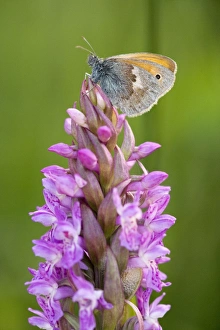 Small Heath Butterfly - settled on early marsh orchid (Dactylorhiza incarnata) in a fen Small Heath Butterfly - settled on early marsh orchid (Dactylorhiza incarnata) in a fen