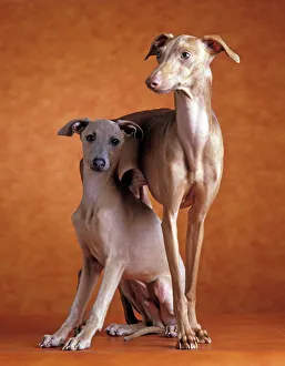 Small Italian Greyhounds - Two together Small Italian Greyhounds - Two together