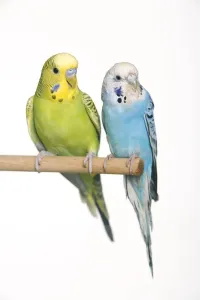 Budgerigar Prints: Budgerigar - two on perch