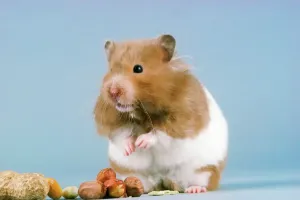 Small Pet Prints: Small Pets Hamster Print JD-7229