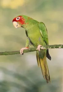Mitred Conure Print AP-1407, 8x10 inch Photographic Print