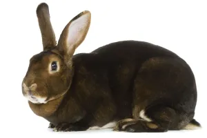 Unique Pet Portraits Prints: Rabbit - Rex Castor