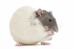 Small Pet Photography Prints: Rat - in studio