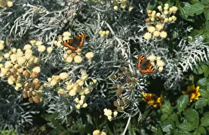 Aglais Urticae Species Prints: Small Tortoiseshell - on senecio