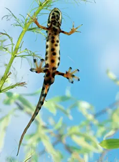 Smooth Newt Print, UK