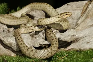 European Snake Species Prints: Smooth Snake - pair mating