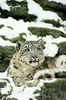 Prints of JD-3420 SNOW LEOPARD Panthera uncia John Daniels Please note that prints are for personal display purposes only and may not be reproduced in any way. Leopard Prints: Snow Leopard Print - Panthera uncia