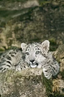 Prints of JD-5312 SNOW LEOPARD Uncia uncia John Daniels Please note that prints are for personal display purposes only and may not be reproduced in any way. Snow Leopard Prints: Snow Leopard Print - Uncia uncia