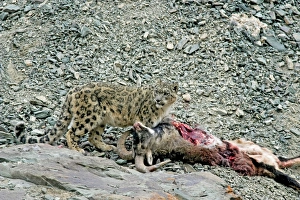 Snow Leopard - in wild - on male Bharal (Pseudois nayaur) kill Snow Leopard - in wild - on male Bharal (Pseudois nayaur) kill