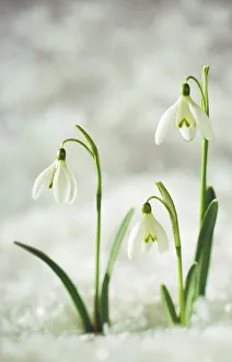 Snowdrop - Three flowers in snow Snowdrop - Three flowers in snow
