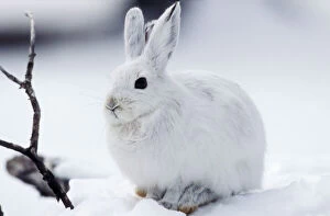 Images Dated 31st December 2004: Snowshoe Hare