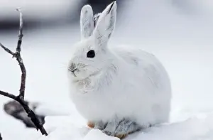 Wildlife Photography Prints: Snowshoe Hare
