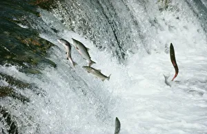 SOCKEYE SALMON - leaping upstream SOCKEYE SALMON - leaping upstream