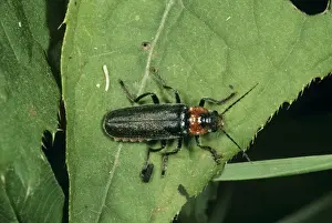 Ardea Wildlife Prints: Soldier Beetle