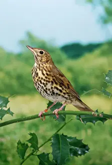 Wildlife Photography Prints: Song Thrush