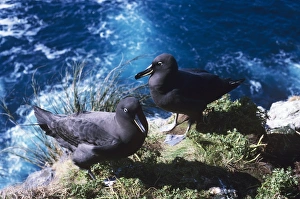 Sooty albatross - pair on cliff edge Sooty albatross - pair on cliff edge