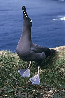 Sooty albatross - skycalling (courtship behaviour) on cliff edge Sooty albatross - skycalling (courtship behaviour) on cliff edge