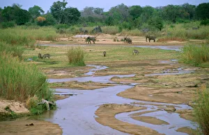 South Africa - Sabie River with Elephant & Waterbuck South Africa - Sabie River with Elephant & Waterbuck