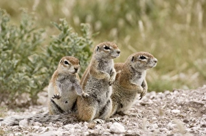 South African Ground Squirrel - close up group of three standing on look out South African Ground Squirrel - close up group of three standing on look out