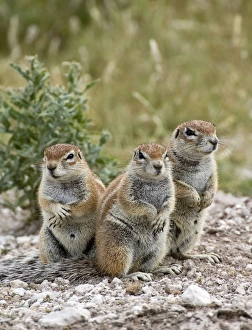 South African Ground Squirrel - group of three crouching near burrow South African Ground Squirrel - group of three crouching near burrow