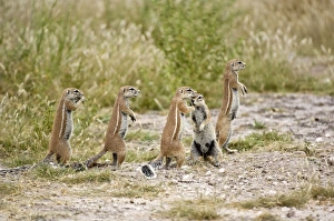 South African Ground Squirrel - group standing upright close to burrow South African Ground Squirrel - group standing upright close to burrow