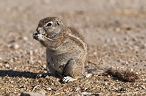South African Ground Squirrel - sitting up eating South African Ground Squirrel - sitting up eating